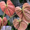 el choco red philodendron