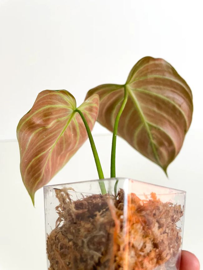 el choco red philodendron