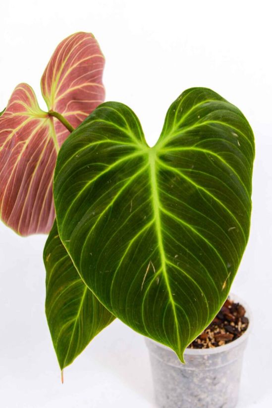 el choco red philodendron el choco red philodendron
