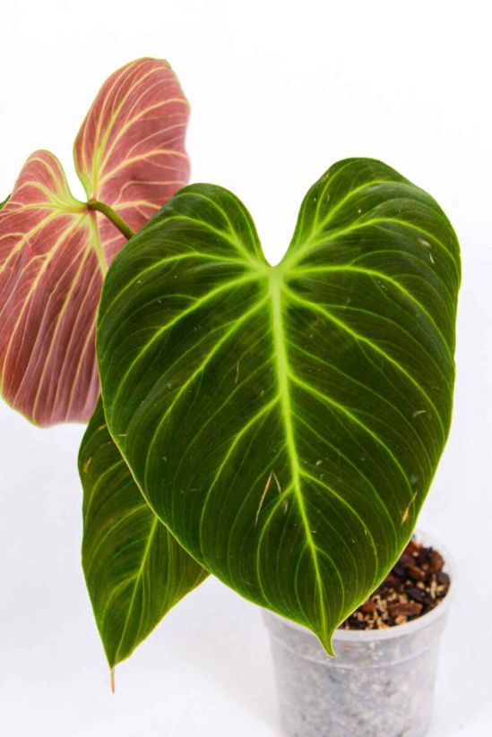 el choco red philodendron