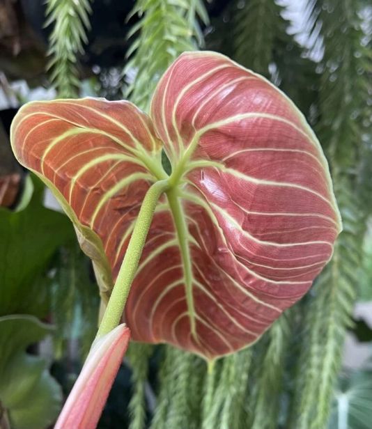 el choco red philodendron