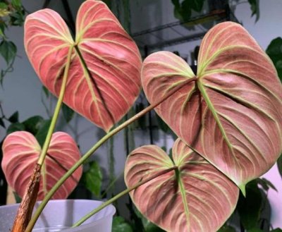 el choco red philodendron