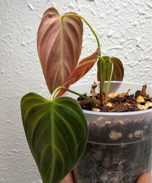 el choco red philodendron