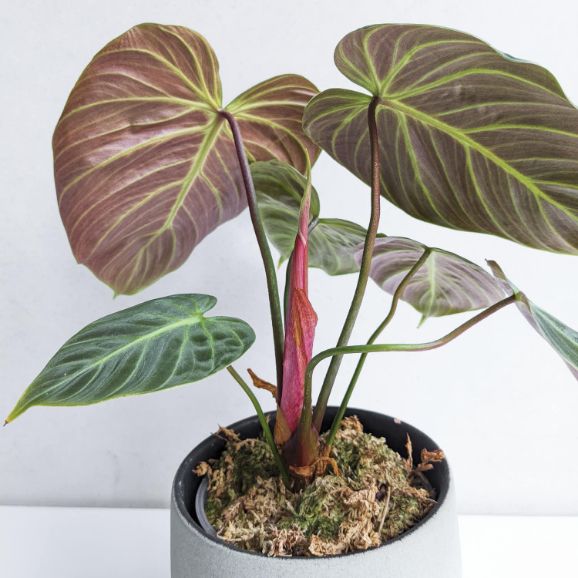 el choco red philodendron