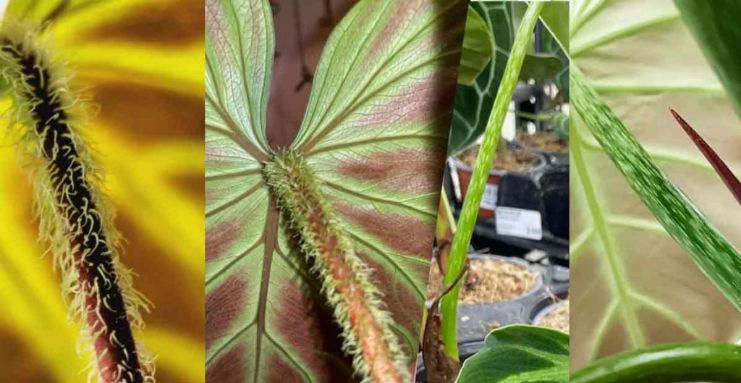 el choco red philodendron, verrucosum and philodendron luxurians