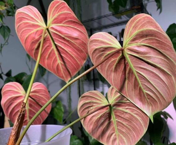 el choco red philodendron el choco red philodendron