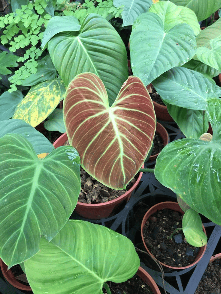 el choco red philodendron