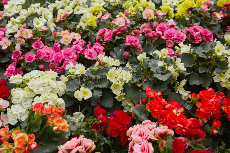 Elatior begonia in red, white, pink, yellow, and orange.