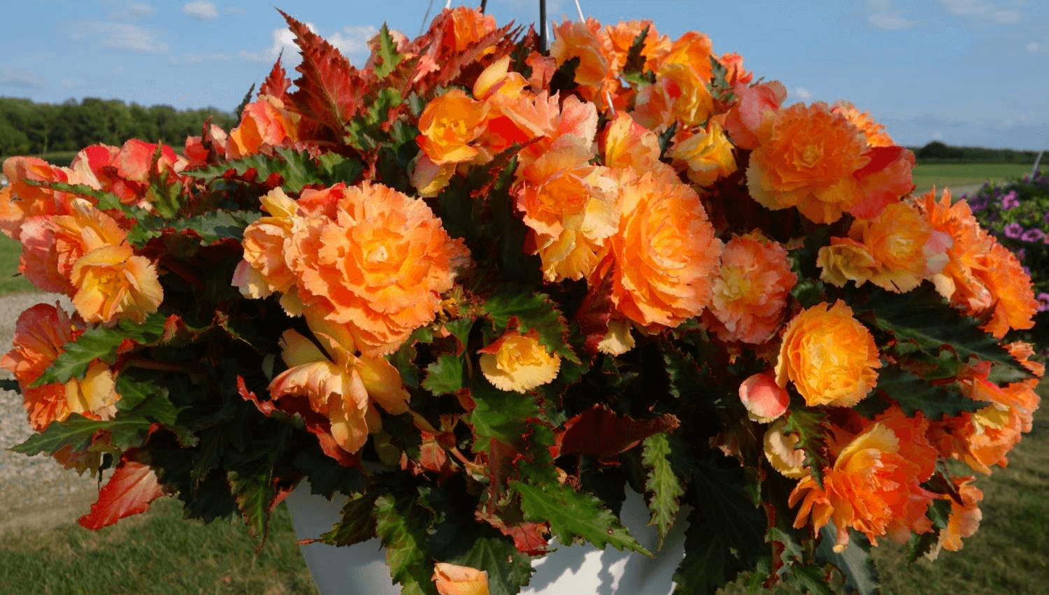 Does elatior begonia like sun or shade?