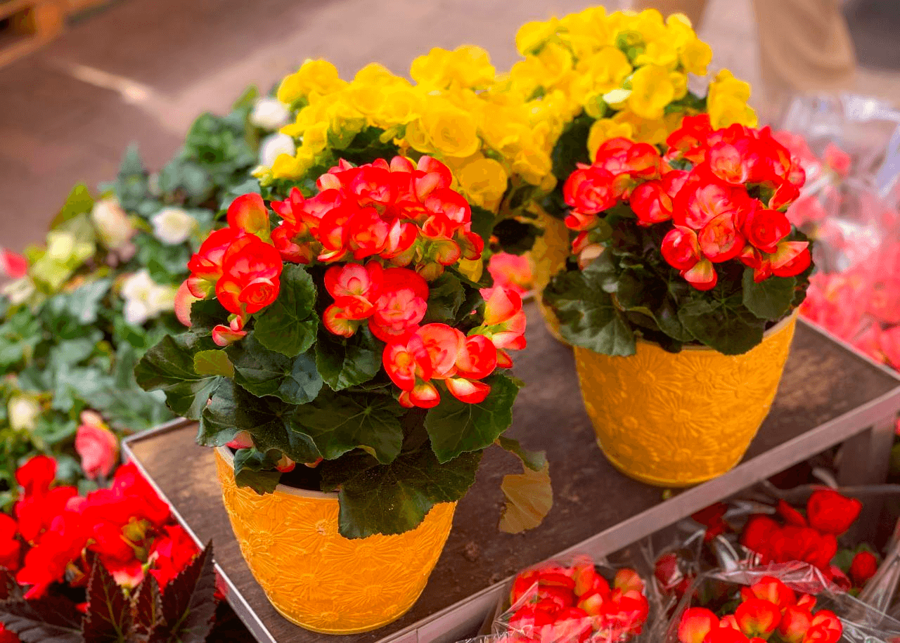 Elatior begonia in the shade