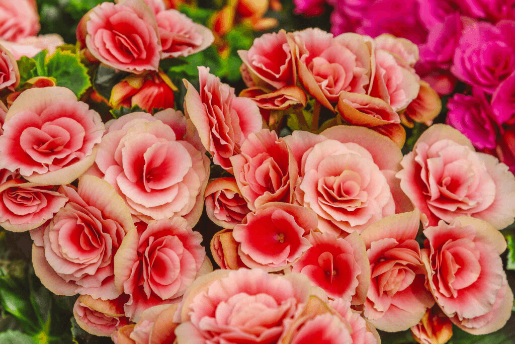 Elatior begonia Elatior begonia
