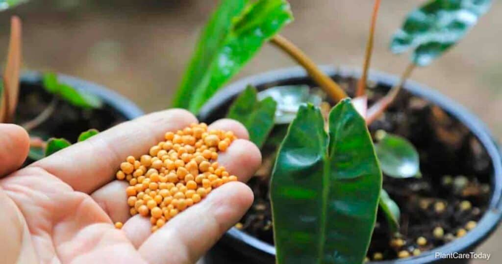 Fertilizer for golden dragon philodendron Fertilizer for golden dragon philodendron