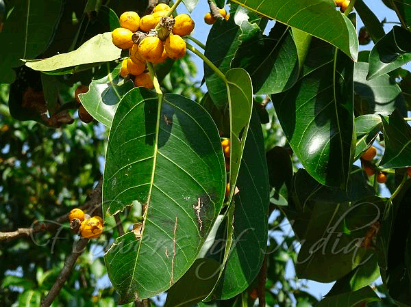 Ficus altissima fruit Ficus altissima fruit