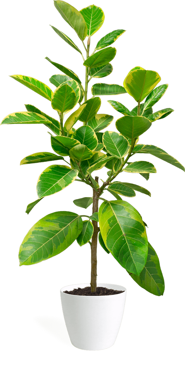 Ficus Altissima Standard Large Ficus Altissima Standard Large