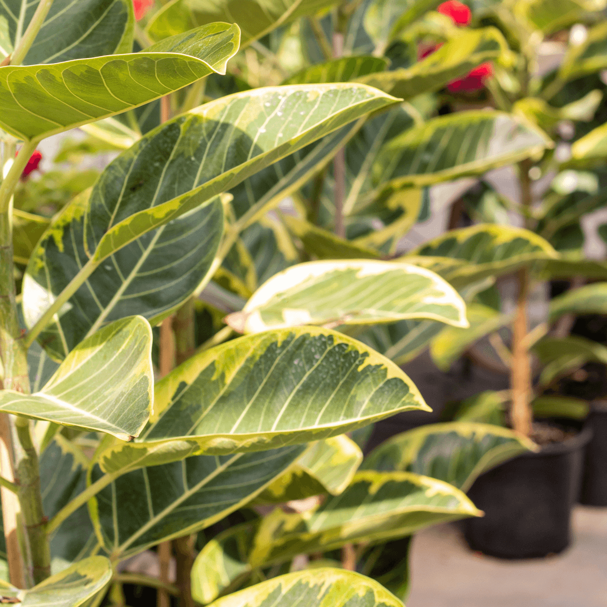 Ficus Altissima Yellow Gem Ficus Altissima Yellow Gem