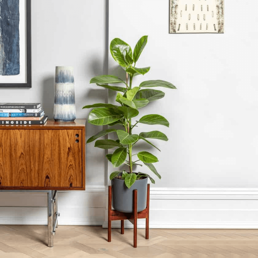 Ficus altissima yellow gem Ficus altissima yellow gem