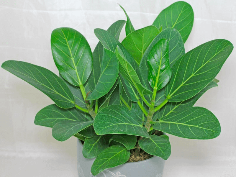 Ficus benghalensis Ficus benghalensis