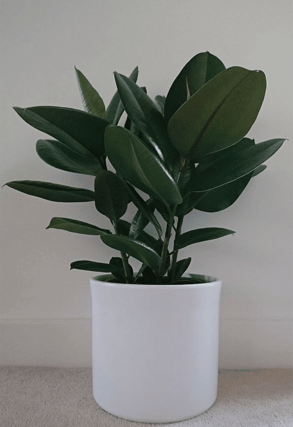 Ficus elastica (Rubber plant)