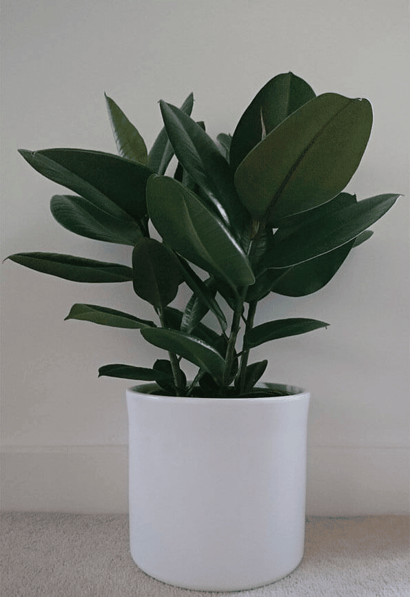 Ficus elastica (Rubber plant) Ficus elastica (Rubber plant)