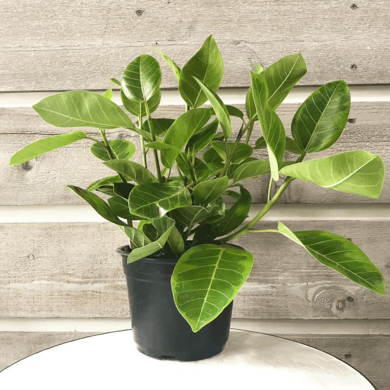 Ficus yellow gem in a pot