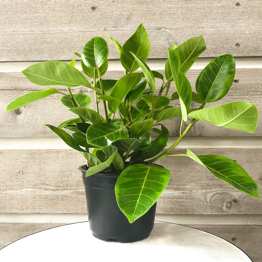 Ficus yellow gem in a pot Ficus yellow gem in a pot