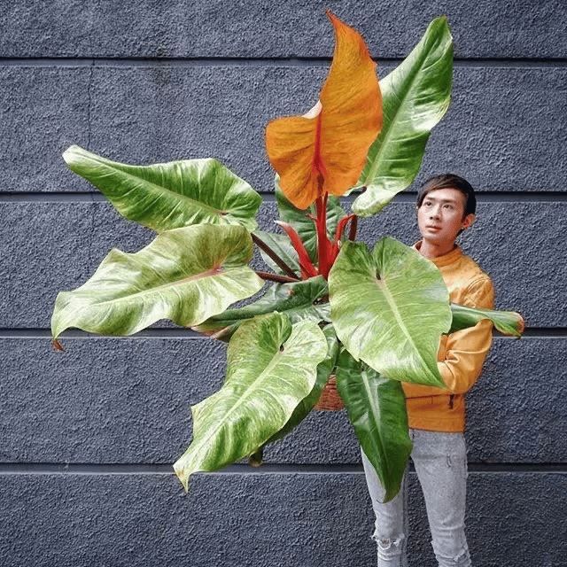 Giant Philodendron orange marmalade Giant Philodendron orange marmalade