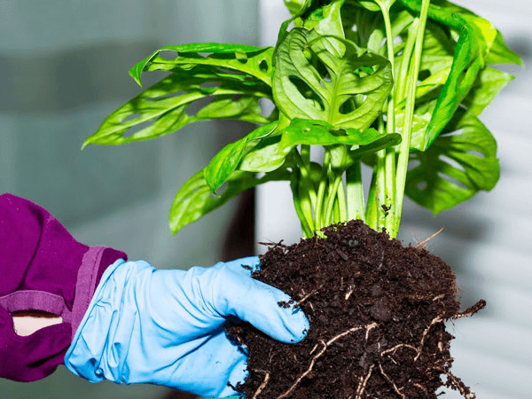 How to Care for Philodendron Squamiferum? How to Care for Philodendron Squamiferum?