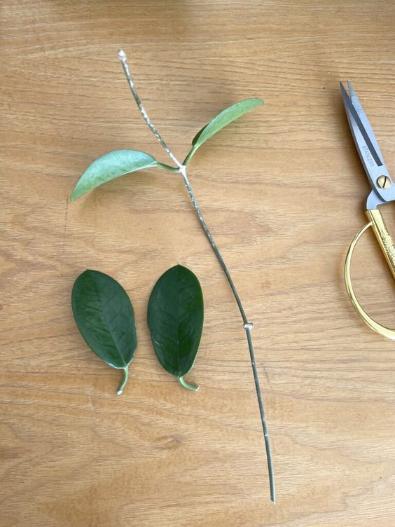 Image of a pruned Philodendron plant Image of a pruned Philodendron plant