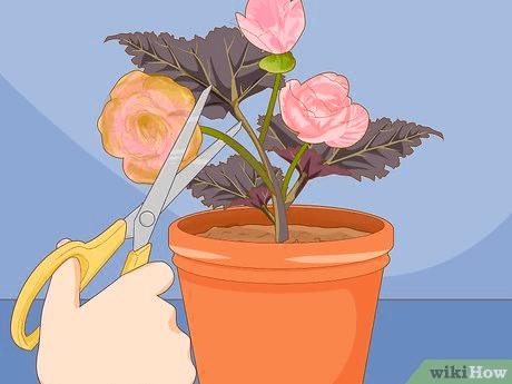 Illustration of pruning a begonia