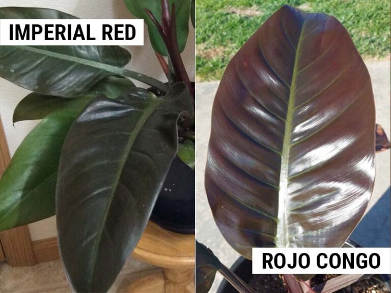 Image differentiating Philodendron imperial red and rojo congo plants