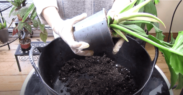 image explaining how to repot Philodendron camposportoanum plant image explaining how to repot Philodendron camposportoanum plant