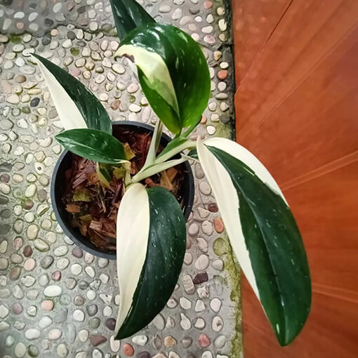 image of a Monstera Standleyana Albo Variegate image of a Monstera Standleyana Albo Variegate