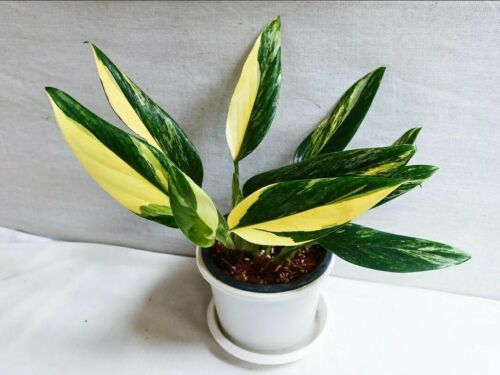 image of a Monstera Standleyana Aurea variegate image of a Monstera Standleyana Aurea variegate