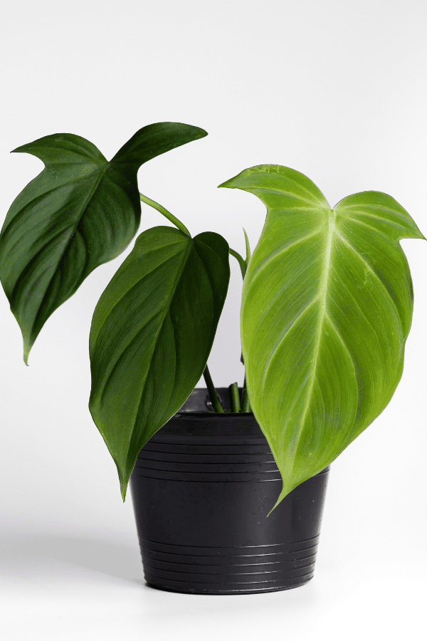 Image of a philodendron camposportoaum plant in potting mix