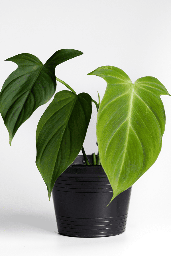 Image of a philodendron camposportoaum plant in potting mix Image of a philodendron camposportoaum plant in potting mix