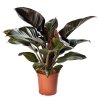 Image of a Philodendron Imperial Red fully grown plant