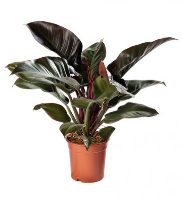 Image of a Philodendron Imperial Red fully grown plant