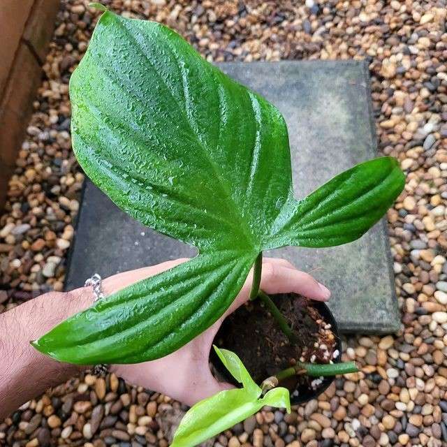 image of fertilizer added to Philodendron camposportoanum plant 