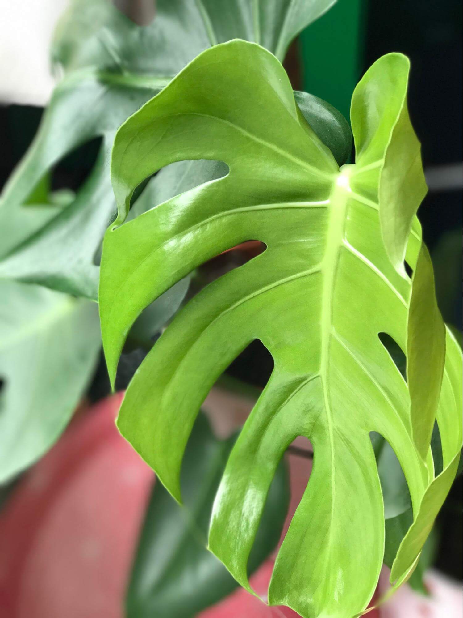 image of light green coloration of Monstera standleyana plant