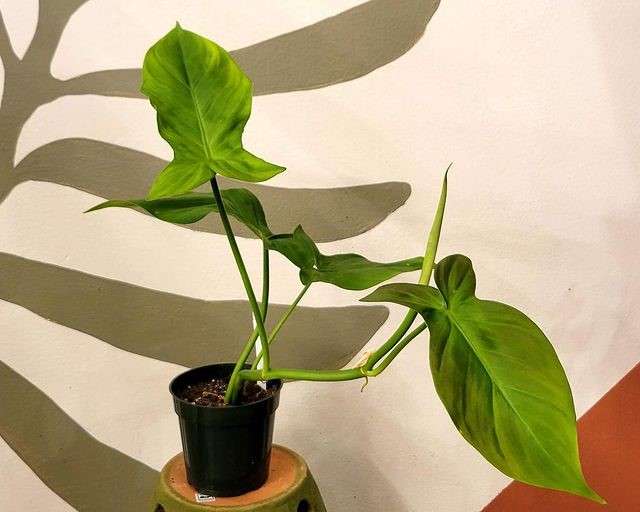 image of philodendron camposportoanum exposed to indirect light 