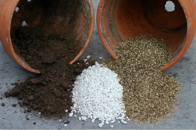 image of philodendron camposportoanum plant soil to grow image of philodendron camposportoanum plant soil to grow