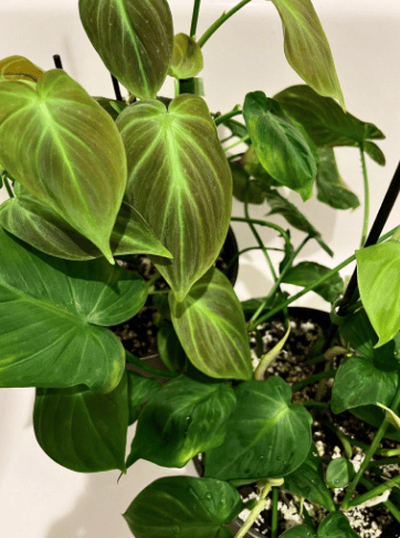 image of philodendron camposportoanum plant