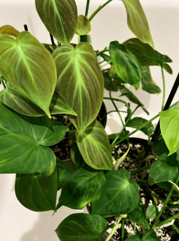 image of philodendron camposportoanum plant image of philodendron camposportoanum plant