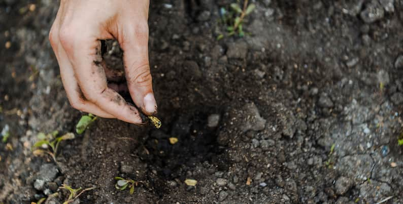 image of seed growth stage of Monstera standleyana plantimage of seed growth stage of Monstera standleyana plant