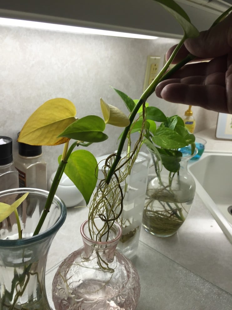 Image representing camposportoanum plant’s stem cutting growing in a glass of water Image representing camposportoanum plant’s stem cutting growing in a glass of water