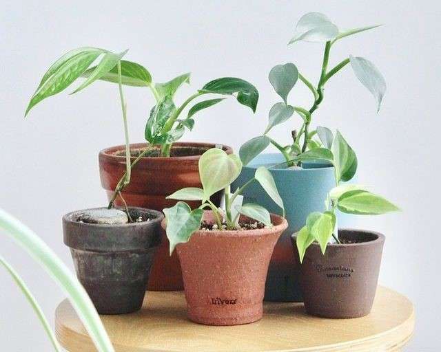 Image representing growth of philodendron camposportoaum plants Image representing growth of philodendron camposportoaum plants