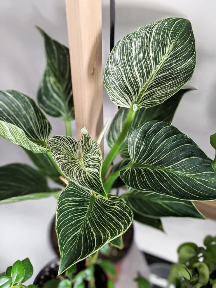 Image showing a Philodendron Birkin Plant attached to a bamboo stake Image showing a Philodendron Birkin Plant attached to a bamboo stake