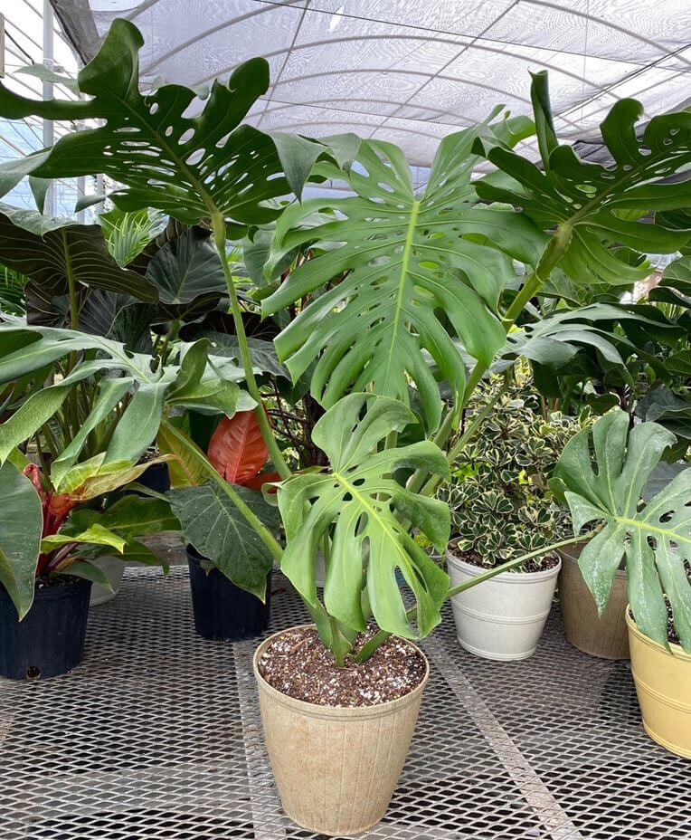 image showing maturity stage of Monstera standleyana plant image showing maturity stage of Monstera standleyana plant