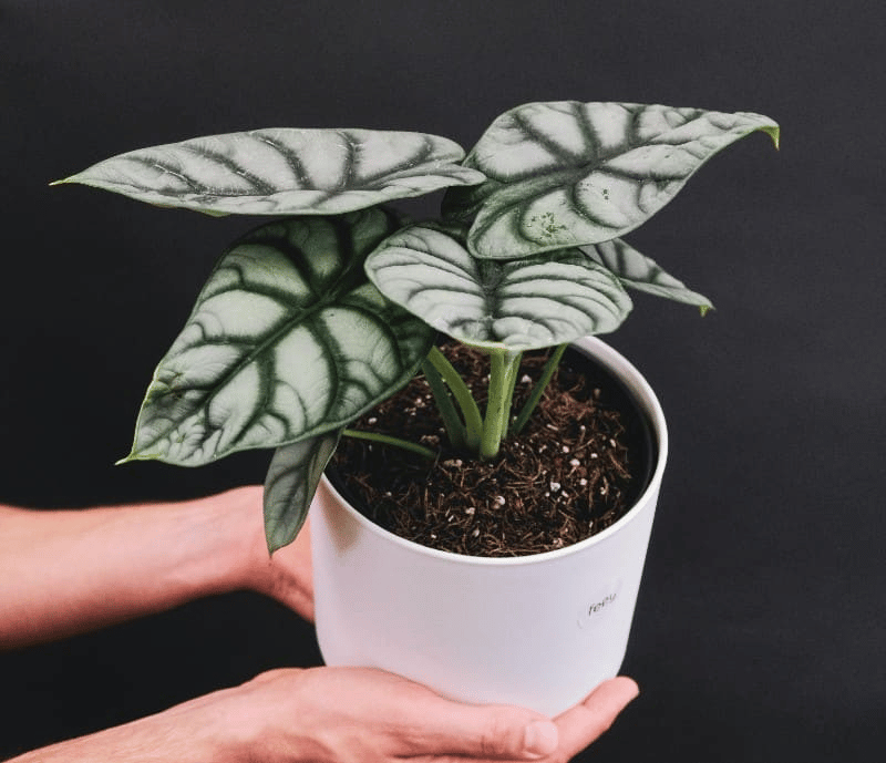 Alocasia silver dragon plant care