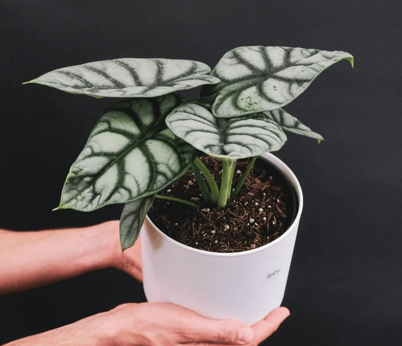 Alocasia silver dragon plant care Alocasia silver dragon plant care